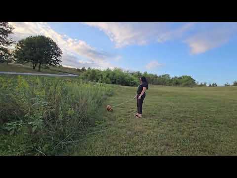 Видео: Вечерний парк штат Iowa 🌞🌏🇺🇸❤️