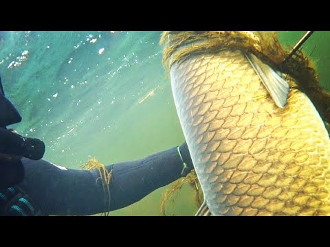 Видео: белый амур гигант 20кг+ в прозрачной воде. маныч веселовское водохранилище