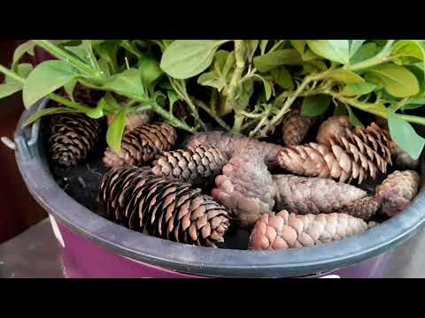 Видео: У ПЕТУНИИ ЖЕЛТЕЮТ НИЖНИЕ ЛИСТЬЯ. ПРИЧИНЫ . ПРИНИМАЕМ МЕРЫ.