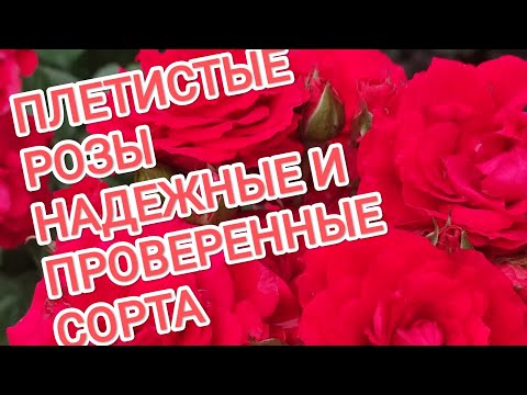 Видео: ПЛЕТИСТЫЕ РОЗЫ. НАДЕЖНЫЕ. ПРОВЕРЕННЫЕ ВРЕМЕНЕМ.