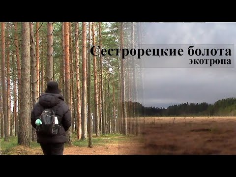 Видео: Одиночная прогулка в осенний день по экотропе Сестрорецкие болота
