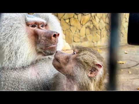 Видео: У Люси с Елисеем ТАКАЯ ЛЮБОВЬ, что это надо видеть!)) 