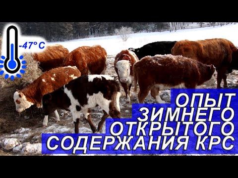 Видео: Открытое без привязное содержание КРС зимой в суровой Сибири!!!