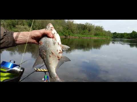 Видео: опять р . КЛЯЗЬМА  - опять лещ .