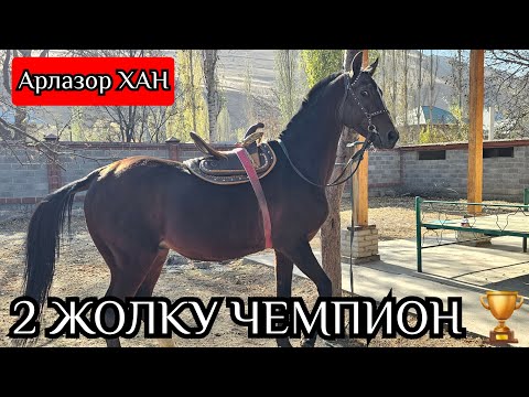Видео: Байгенин ЧЕМПИОНУ АРЛАЗОР 🔥КАРА КЫЗЫ БАР 