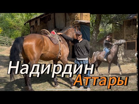 Видео: Надирдин Аттары чон Аттар