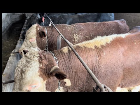 Видео: Откорм бычков, результат за 1.5 месяца откорма био добавкой Алькарал.