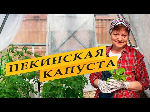 Видео: Пекинская капуста выращивание