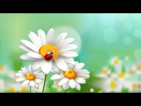 Видео: "Ромашка" _  Igor Korg & Елена Солонина