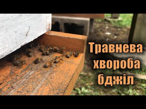 Видео: Рятуємо бджіл! Хімічний та пилковий токсикоз бджіл. Травнева хвороба бджіл.
