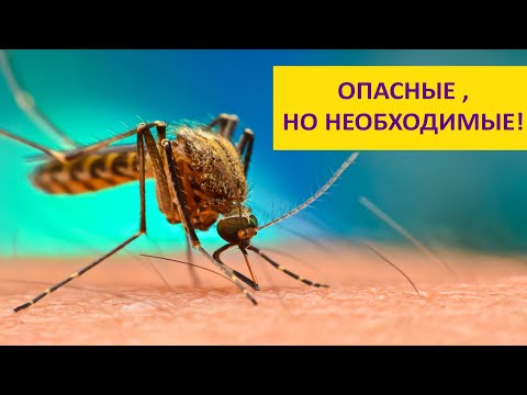 Видео: Комар - кошмар! Зачем нужны комары? Наталья Носова