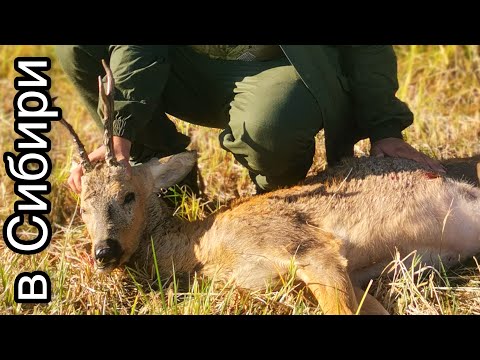Видео: Охота на сибирскую косулю. Манок Buttolo от фирмы Hubertus
