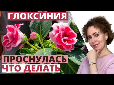 Видео: ГЛОКСИНИЯ после спячки: пересаживать или нет?