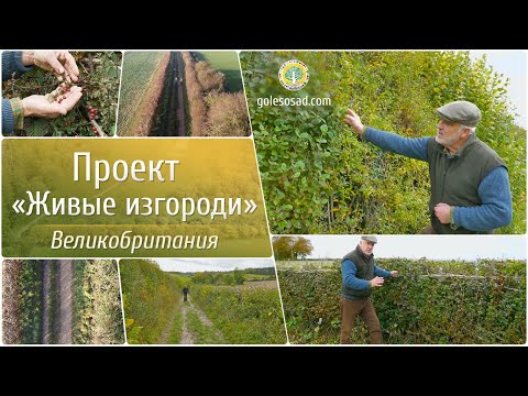Видео: Проект "Живые изгороди"! Великобритания.