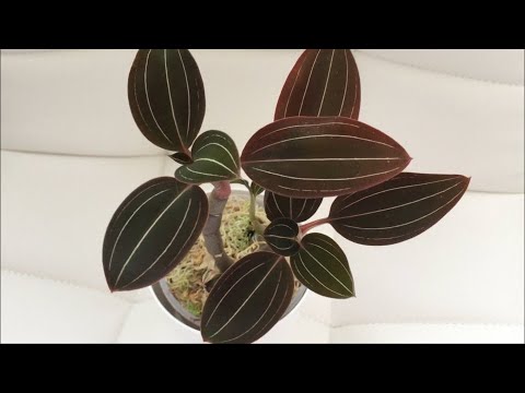 Видео: Моя драгоценная орхидея Ludisia .. Цветонос не жду.. пересадим вместе?))