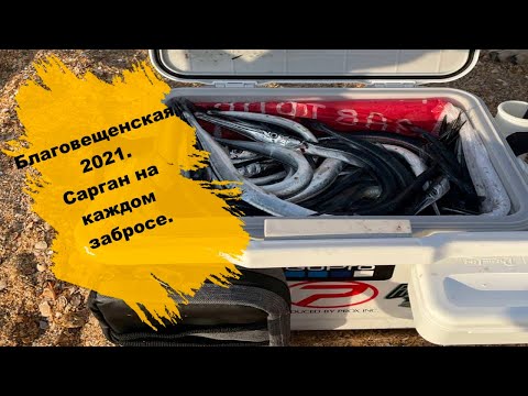 Видео: Благовещенская 2021.Сарган на каждом забросе.