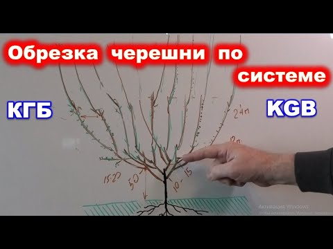 Видео: Формировка черешни по системе KGB