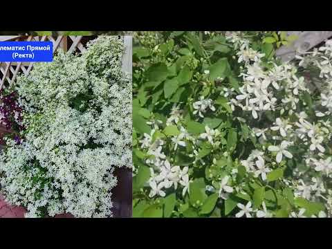 Видео: Клематисы мелкоцветковые белые