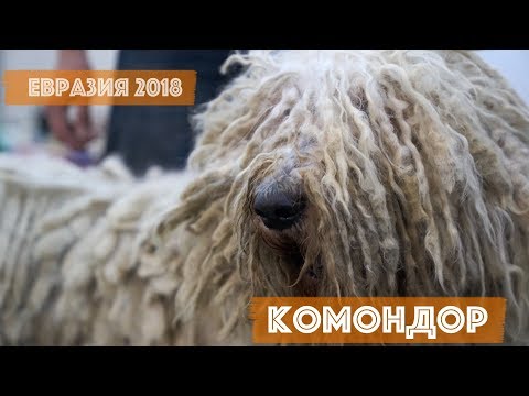 Видео: Комондор | DogTalk