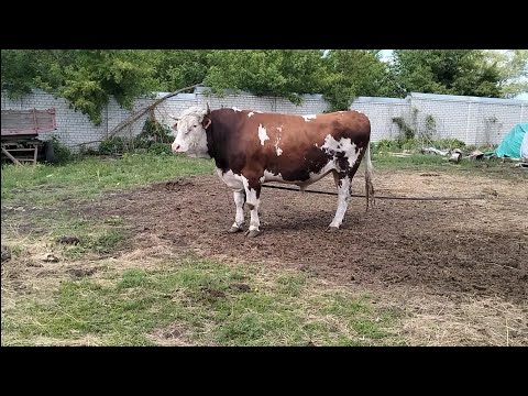 Видео: Привезли породистого бычка (Каштана)