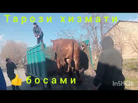 Видео: Самарканд тайлок тарози 933085087. 7 марта 2025 г.