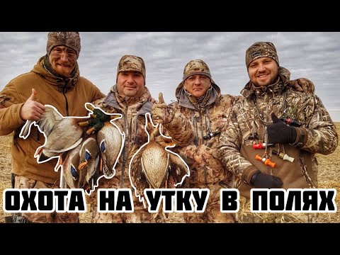 Видео: Охота на утку в полях/Совсем другая охота/ много утки