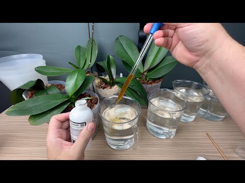Видео: стимулятор для роста корней орхидей ТЕСТ // орхидеи с автополивом