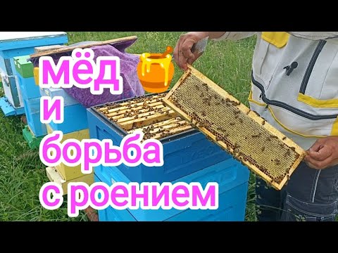 Видео: Как работают пчёлы Бакфаст? ПЧЕЛОВОДСТВО!