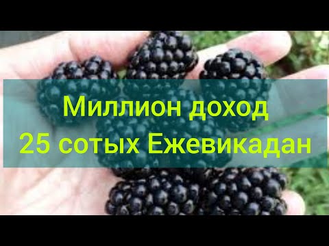 Видео: ЕЖЕВИКАдан Миллион табуу Улан ажы Нарматов 0773456707