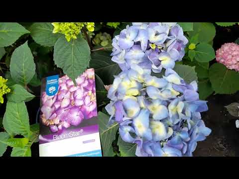 Видео: Ремонтантная коллекционная гортензия, обзор сортов.