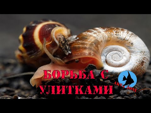 Видео: Борьба с улитками.