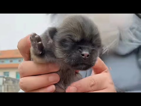 Видео: Новорожденный щенок был брошен на обочине дороги, холодным и голодным, плачущим без остановки.