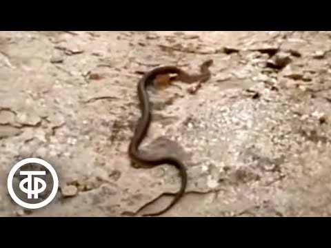 Видео: Дружу со змеей. О работе сотрудников Каракалинского серпентария (Туркмения) (1983)