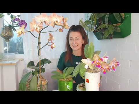 Видео: ВОСТОРГ ❗Присыпала шейку ОРХИДЕИ и из НЕЕ ПОЛЕЗЛИ ЦВЕТОНОСЫ и КОРНИ  🌸