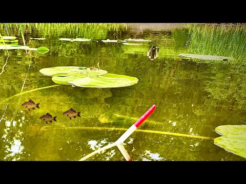 Видео: КАРАСІ на поплавок ПЕРО!!!🪶 Рибалка на ВУДКУ В ВЕЧЕРІ!!!