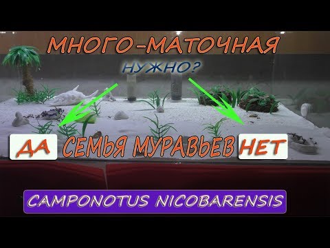 Видео: Camponotus nicobarensis.  Нужна ли много маточная семья # Хороший выбор для домашнего содержания