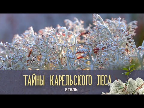 Видео: ЯГЕЛЬ | Тайны карельского леса