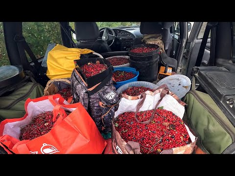 Видео: 18 ВЁДЕР БРУСНИКИ. НАБРАЛ СТОЛЬКО ЯГОД ЧТО НЕ УНЕСТИ. ТАЁЖНЫЙ ПРОМЫСЕЛ НА СЕВЕРЕ. СБОР ДИКОРОСОВ