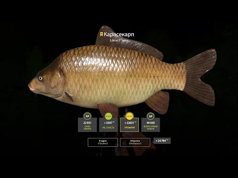 Видео: Вечерний СТРИМ Русская Рыбалка 4 Проверка ФАРМА Серы На Медном И не ТОЛЬКО ! КОПИМ серебро На ВЕНГИ!