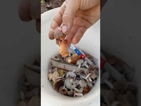 Видео: Бахчисарайский район #крым вот такой урожай грибов собрали#