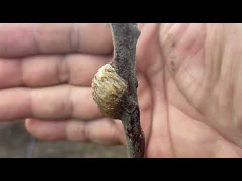 Видео: Колоновидные деревья в моем саду. Преимущества и недостатки.