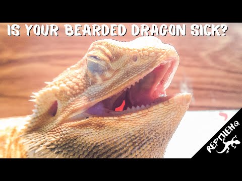 Видео: Заболела ли ваша бородатая агама? Вот признаки того, что бородатая агама больна!