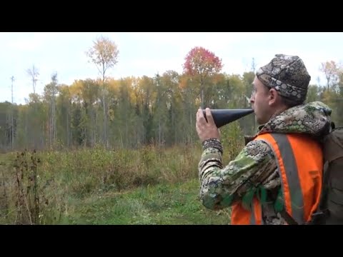 Видео: Охота на рёвного лося ч.3 Учимся вабить коровой