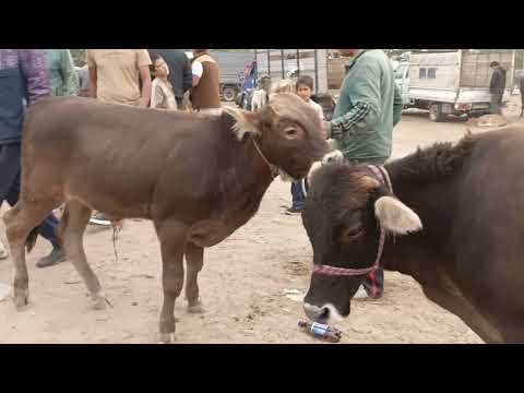 Видео: Молбозори кумсангир нарху навой молхо5 октября 2025 г.