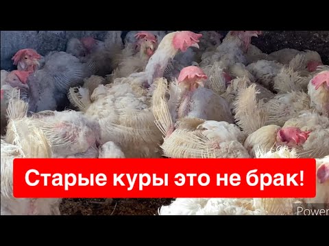 Видео: КУПИЛ СТАРЫХ, ЛЫСЫХ, СТРАШНЫХ КУР 😱😱😱