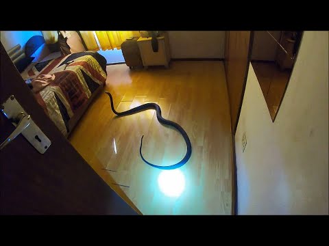 Видео: Случаи, когда змеи забрались в дома!