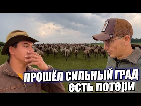 Видео: После крупного града лошади разбежались и поломало немного построек/ КФХ Идиятуллин