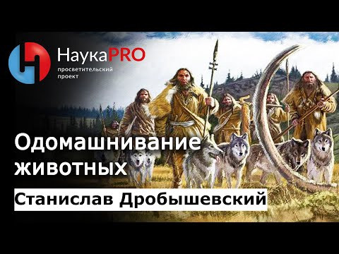 Видео: Одомашнивание животных | Лекции по антропологии – антрополог Станислав Дробышевский | Научпоп