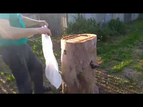Видео: КАК ЗАСЕЛИТЬ ПЧЕЛ В КОЛОДУ -рой пчел в роевни,Beekeeping technology