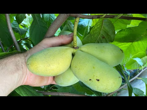 Видео: Сіянцеві САДЖАНЦІ азіміни в 2023 р